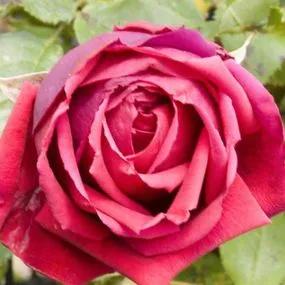 Crimson Glory Climbing Rose (Rosa Crimson Glory) 1